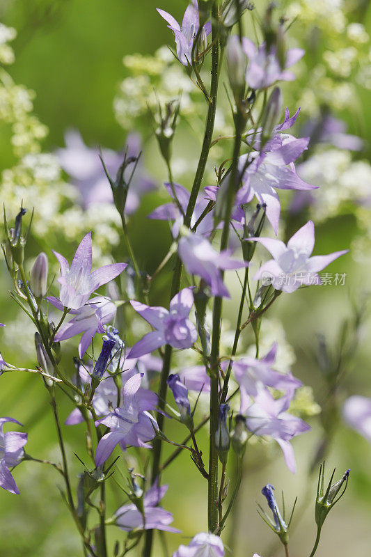 风铃花(Campanula rapunculus)